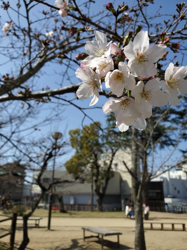 道後公園の桜