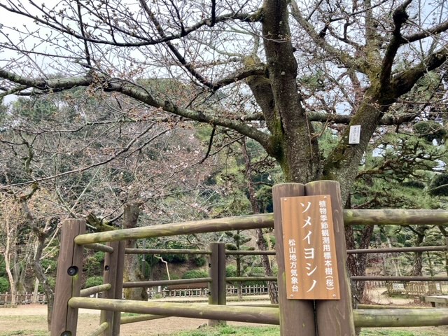 道後公園標本木